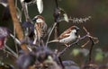 Two male House Sparrows focus stack birding photography