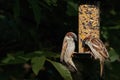 Two male house sparrows passer domesticus feeding