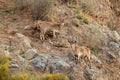 Two male Iberian or Spanish Ibex on the cliffs in southern Spain