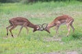 Two male impala fight in for the herd with best territory Royalty Free Stock Photo