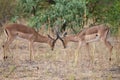 Two male impala fight in for the herd with best territory Royalty Free Stock Photo