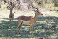 Two male impala`s standing in the shade of a tree