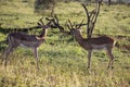 Two male Impala, this type of antelope lives freely in the wild in the African savannah with other herbivorous animals Royalty Free Stock Photo