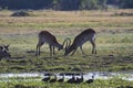 Two male impalas fighting.