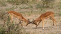 Two male impalas, fighting over territory in the Serengeti, Tanzania