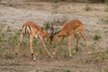 Two male impalas, fighting over territory in the Serengeti, Tanzania