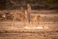Two male impalas fighting in sandy clearing Royalty Free Stock Photo