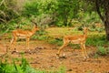 Two male Impalas with horns in the pasture in Kruger National park in South Africa