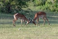 two male Impalas sparring in the savannah Royalty Free Stock Photo