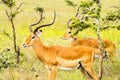 Two male impalas in Nairobi park Kenya