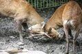 Two male Indian hog deer (Axis porcinus) are flighting .