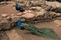 Two male indian peacocks and the back of one female