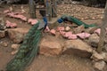 Two male indian peacocks in rocky yard