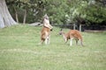 the male red kangaroos body is a shade of red fur his head is grey with a white muzzle, they are the tallest kangaroo