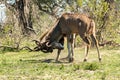 Two male kudu antelope fighting Royalty Free Stock Photo