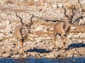 Two male kudu  Tragelaphus Strepsiceros going to drink at the Okaukuejo waterhole, Etosha National Park, Namibia. Royalty Free Stock Photo