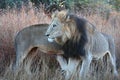 A two male lion coalition circling each other