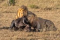 Two male lion feed on Cape buffalo Royalty Free Stock Photo