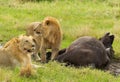 Two male lions and a buffalo in Masai Mara National park Royalty Free Stock Photo
