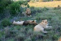 Two male lions and female lying on grass in South Africa Royalty Free Stock Photo