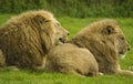 Two male lions