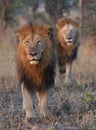 Brothers for life - male lions