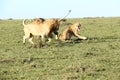 Two male lions and lioness fighting