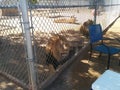 Two male lions in cage at Lion Habitat Ranch Royalty Free Stock Photo