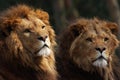 Two male lions on the lookout Royalty Free Stock Photo