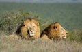 Two male lions resting Royalty Free Stock Photo