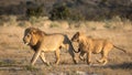 Two Male Lions running, Savuti, Botswana Royalty Free Stock Photo