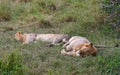 Two male lions sleeping under a tree Royalty Free Stock Photo