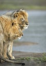 Vertical portrait of two male lions standing in the rain in Ndutu in Tanzania Royalty Free Stock Photo