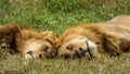 Two male lions Royalty Free Stock Photo