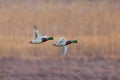 Two male mallard ducks anas platyrhynchos in flight with reed