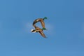 Two male mallard ducks anas platyrhynchos flying, blue sky, cl Royalty Free Stock Photo