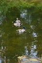 Two Male Mallard Ducks and Female Mallard Duck floating on a pond at summer time Royalty Free Stock Photo