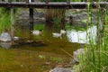 Two Male Mallard Ducks and Female Mallard Duck floating on a pond at summer time. Royalty Free Stock Photo