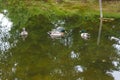 Two Male Mallard Ducks and Female Mallard Duck floating on a pond at summer time. Royalty Free Stock Photo
