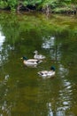 Two Male Mallard Ducks and Female Mallard Duck floating on a pond at summer time Royalty Free Stock Photo