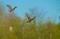 Two Male Mallard Ducks in Flights over water Royalty Free Stock Photo