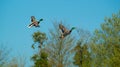 Two Male Mallard Ducks in Flights over water Royalty Free Stock Photo