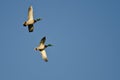 Two Male Mallard Ducks Flying in a Blue Sky Royalty Free Stock Photo