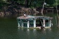 Two male mallard ducks rest on a wooden houseboat on a lake in a park in the summer after noon