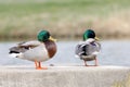 Two male mallard ducks sit on a concrete slab in the pond in the sun and relax and take a rest. Royalty Free Stock Photo