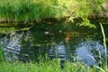 Two male mallard ducks swim in the Wuhle River in June. Berlin, Germany Royalty Free Stock Photo