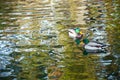 Two Male Mallard Ducks swimming in the lake Royalty Free Stock Photo