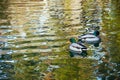 Two Male Mallard Ducks swimming in the lake Royalty Free Stock Photo