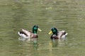 Two male mallard ducks swimming in water Royalty Free Stock Photo