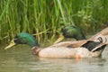 Male mallards, wild animal, nature, duck, bird Royalty Free Stock Photo